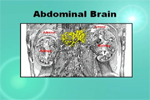 thumbs_Abdominal-Brain